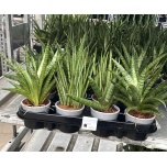 Sansevieria Havisaba cylindrica other 8,5cm