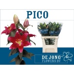 Lilium Liilia OR Pico 80cm