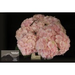 Hydrangea Hortensia Verena 65cm*5