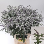 Mentha silver queen 70cm