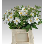 Anemone Ülane ov 46cm