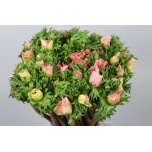 Anemone Ülane 40-45cm