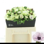 Anemone Ülane 40-45cm