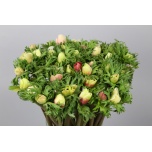 Anemone Ülane bicolour 45cm