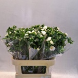 Anemone ov 80cm