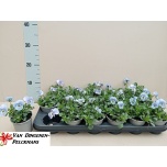 Viola Võõrasema co twix marina 9cm