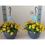 Viola Võõrasema co twix yellow 25cm