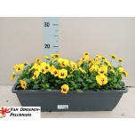 Viola Võõrasema co twix yellow 40cm
