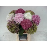 Hydrangea Hortensia mix in bucket 60cm