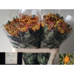 Chrysanthemum Krüsanteem BL Fuego 105gr*10