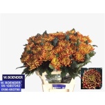 Chrysanthemum Krüsanteem BL Fuego 95gr*10