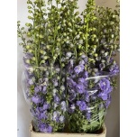 Delphinium Centurion Lavender 120cm