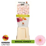 Gerbera MINI Bridal Kimsey*20