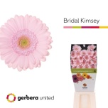 Gerbera MINI Bridal Kimsey*20