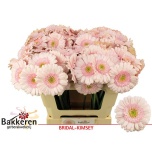 Gerbera MINI Bridal Kimsey*20
