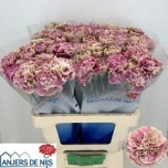 Dianthus Nelk ST Antiqua*20