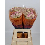 Dianthus Nelk ST Antiqua*20