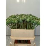 Papaver Som Zd 75cm