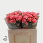 Kobarroos 50cm Barbados