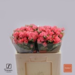 Kobarroos 50cm Barbados