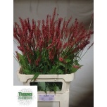 Persicaria firedance 80cm