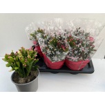 Schlumbergera Jõulukaktus mix 3 colours 17cm