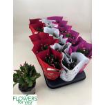 Schlumbergera Jõulukaktus mixed 3 colours 9cm