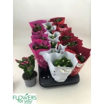 Schlumbergera Jõulukaktus mix 3 colours 9cm