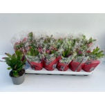 Schlumbergera Jõulukaktus mix 3 colours 9cm