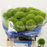 Dianthus Nelk BR Green Trick 45cm*10