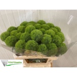 Dianthus Nelk BR Green Trick 60-65cm*10