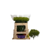 Dianthus Nelk BR Green Trick 60cm*10
