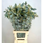 Eucalyptus Populus Grain 100cm
