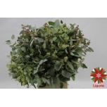 Eucalyptus POPULUS BES 70cm
