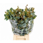 Eucalyptus Populus Grain paint 60cm