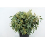 Eucalyptus Populus Grain 65cm