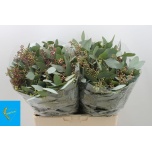 Eucalyptus Populus Grain 65cm