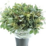 Eucalyptus Populus Grain 70cm (pk)