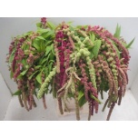 Amaranthus hanging mix in bucket 80cm