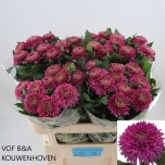 Chrysanthemum Krüsanteem BL Marielle Purple*10