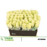 Roos 40cm Athena (Tinaw Flower)