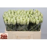 Roos 50cm Athena (Tana Flora)