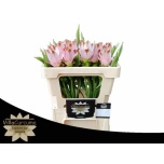 Curcuma Kollajuur Siam Sunrise 50cm