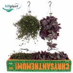 Tradescantia Tradeskantsia mix 17cm