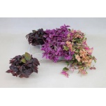 Tradescantia Tradeskantsia mix 10,5cm