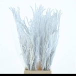 Betula Kaseoks paint Snowy 70cm (tk)