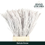 Betula Kaseoks paint Snowy 70cm (tk)