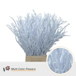 Betula Kaseoks paint Snowy 70cm (tk)