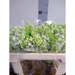 Syringa Sirel Madame Florent Stepman 50cm
