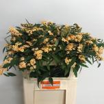Euphorbia Piimalill 70-75cm Cognac Baro